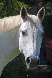 It's almost impossible NOT to get a good photograph from The Best. She's half Arab, half Quarter Horse, but something in her bloodlines somewhere has had many asking if she's Lipizzaner.