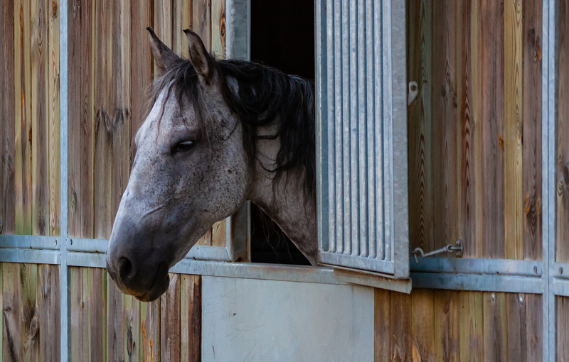 Thumbnail for The Role of Tradition vs Science in Handling Horses