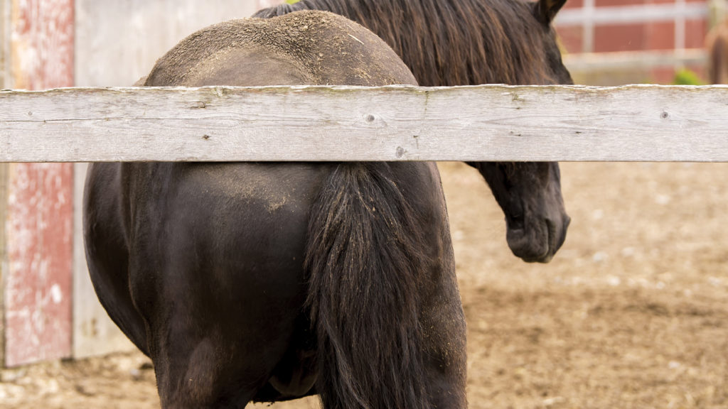 Why is my Horse Rubbing his Tail and how can I Stop it?