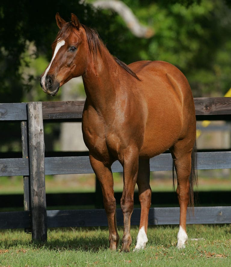 Appendix Quarter Horse