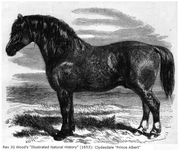 Clydesdale
