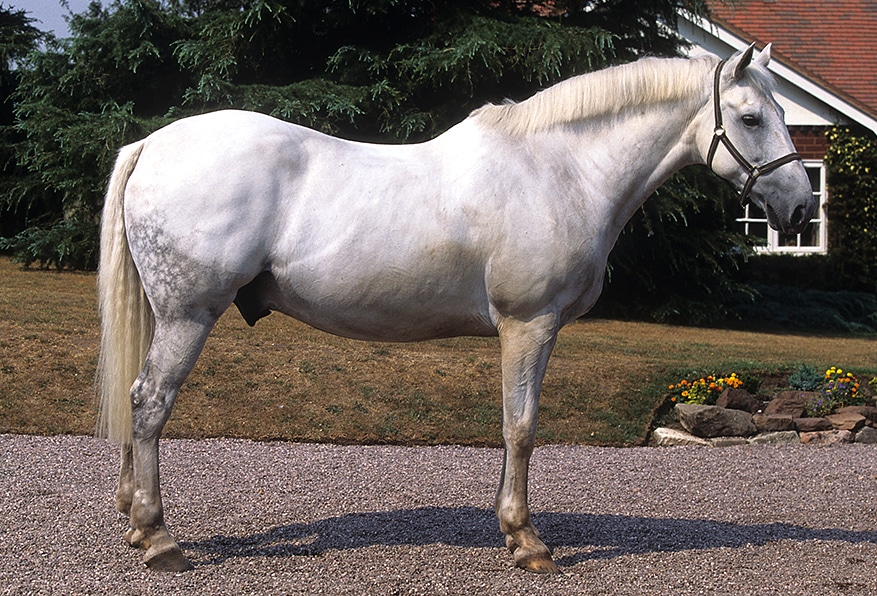 Draft Horse Breeds