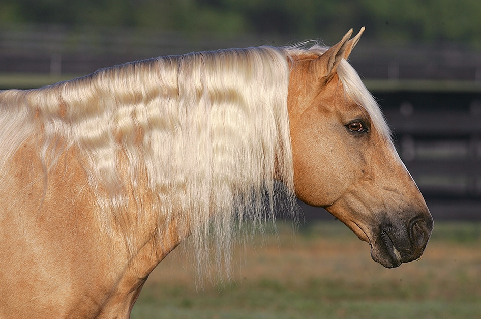 chocolate palomino arabian