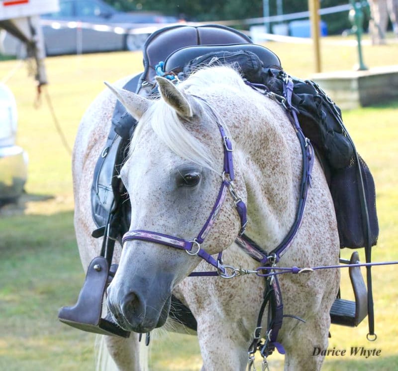 The Great Debate Treeless Saddles vs. Traditional Saddles