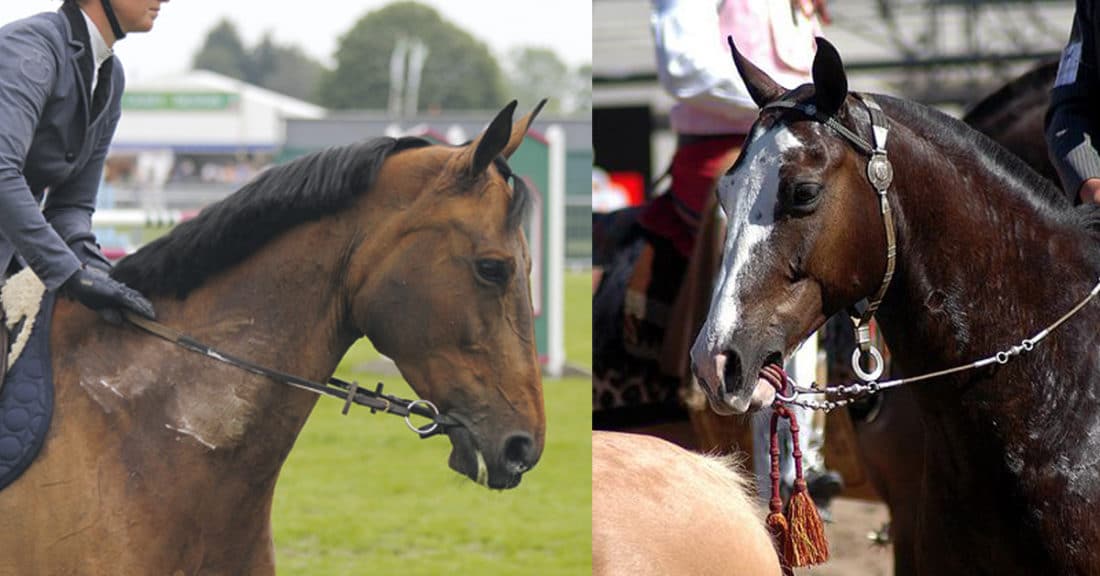 Is it Possible to Find Peace by Using a War Bridle?