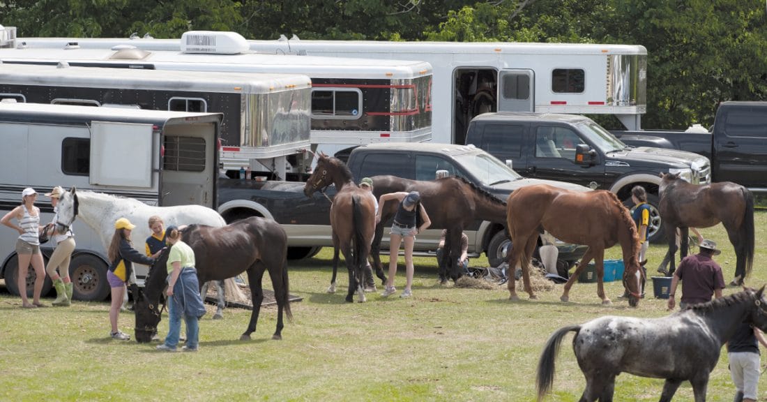 Shipping Fever Preventing This Dangerous Infection