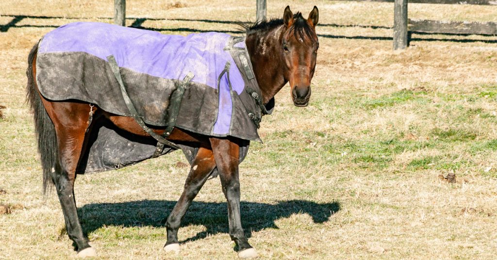 12 Tips to Clean Horse Blankets Like a Pro
