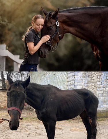 War Horses: The Crucial Work of Fleet of Angels