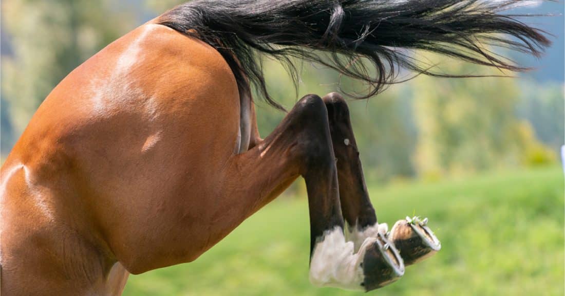 Anatomy of a Branch Suspensory Injury
