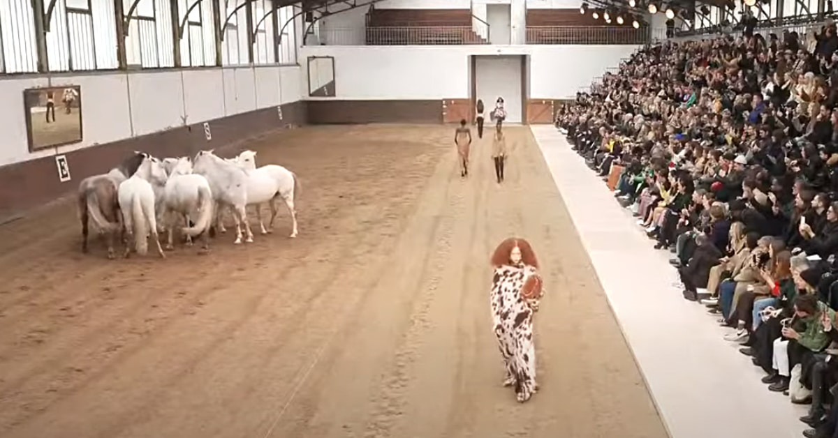 A large crowd watches a model walk past a group of white horses in an arena.