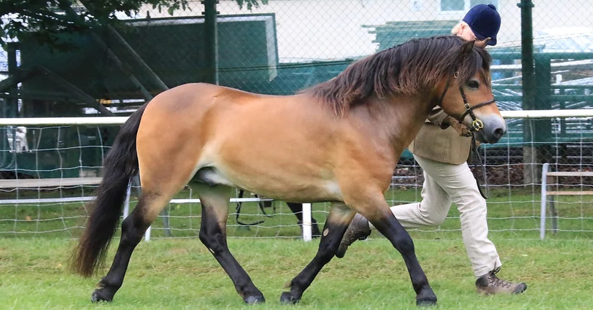 Elsinore Alan Partridge, a 15-year-old champion Exmoor pony, being trotted out at a show.