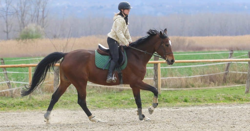 7 Tips For Cantering Confidently Horse Canada