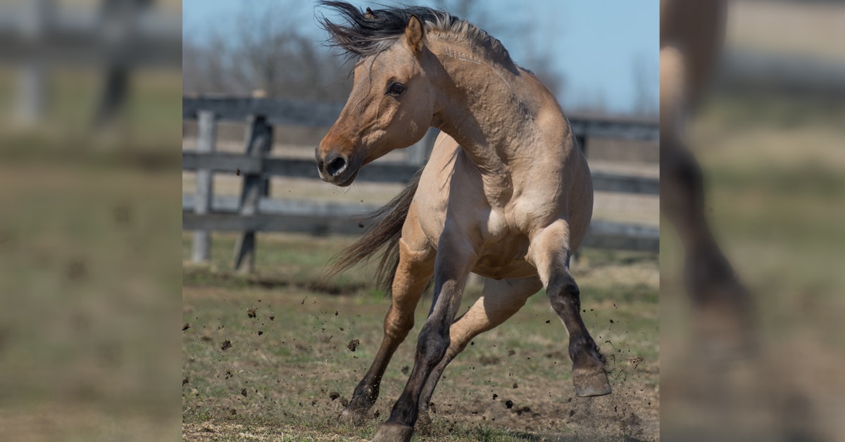 A horse spooking at something.