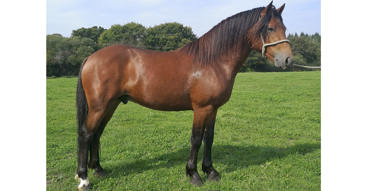 A dark bay New Forest stallion.