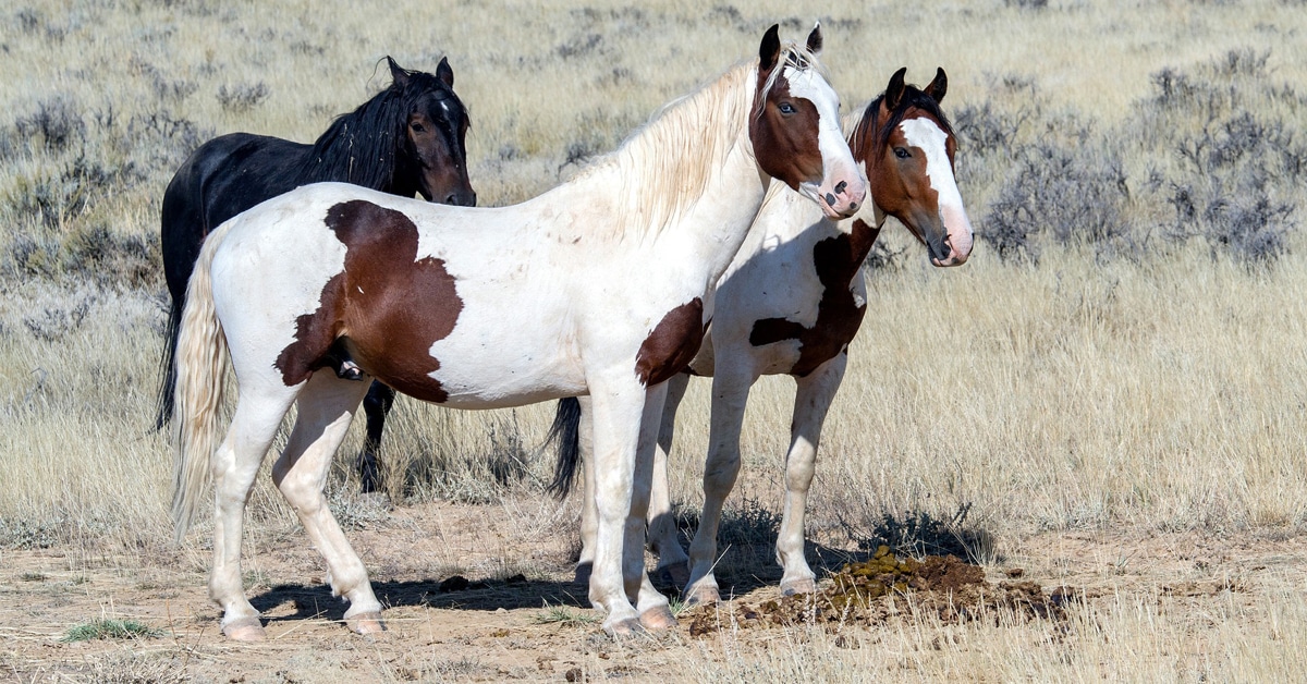 Three wild horses standing together.