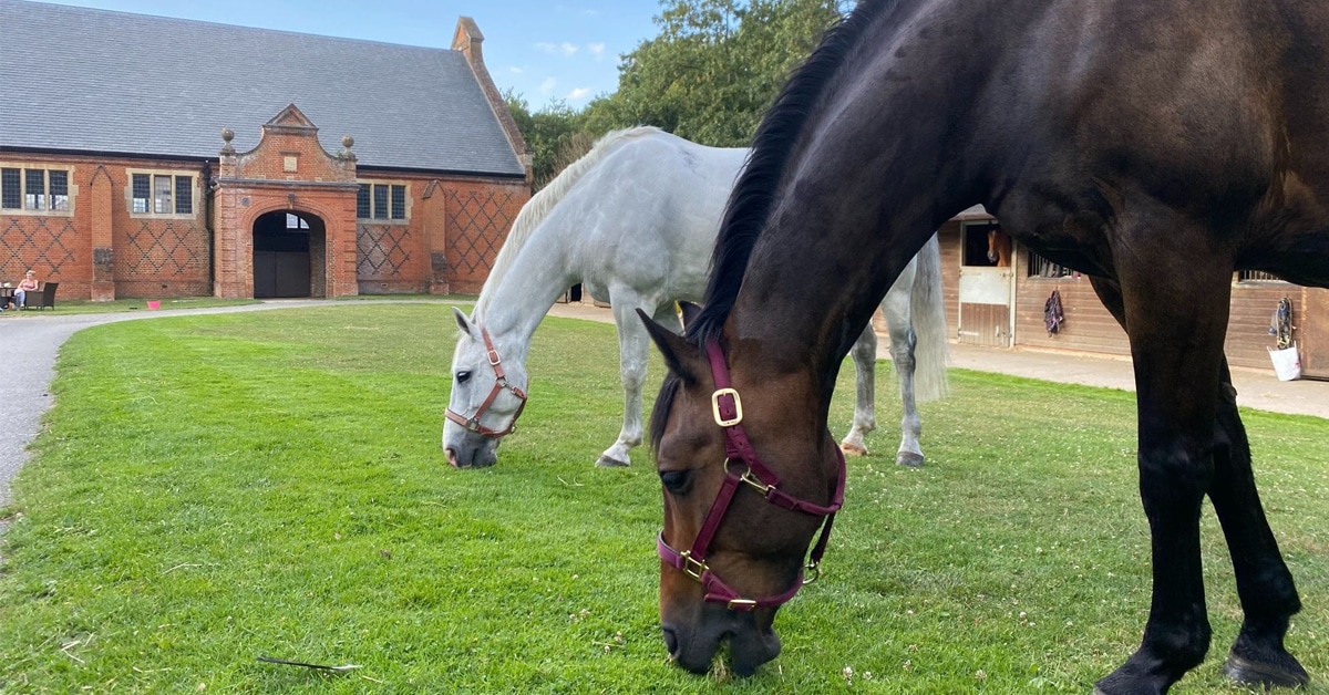 Two horses grazing on the lawn of a stables.