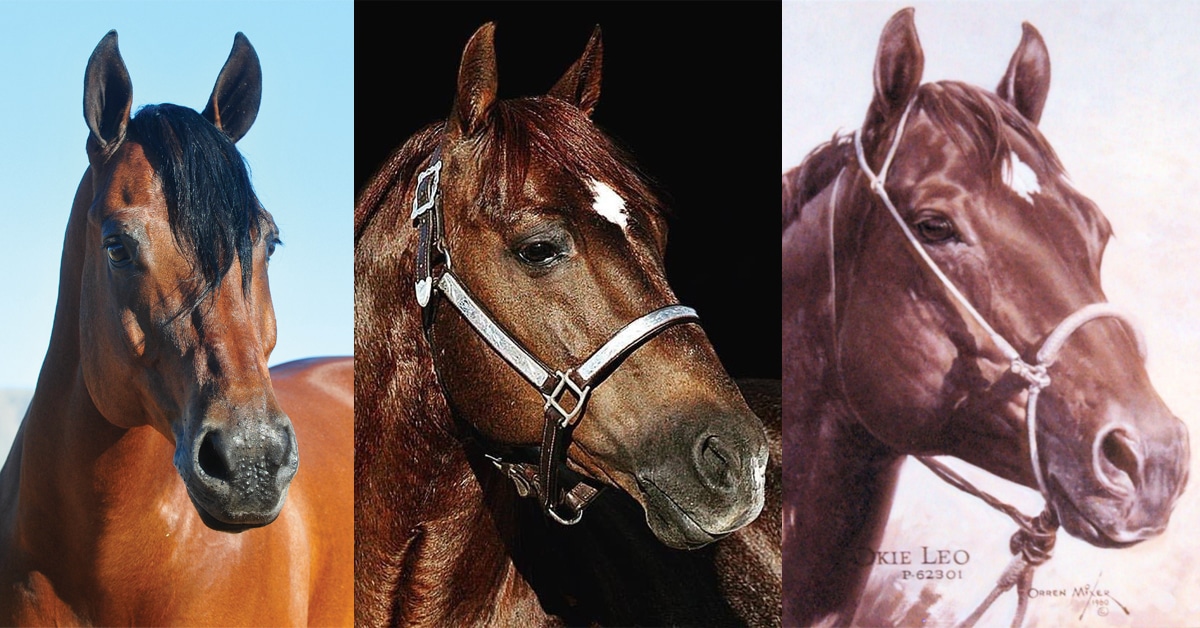 Three Quarter Horses.