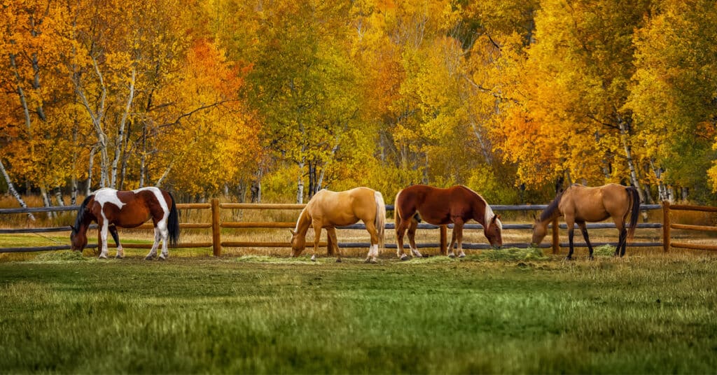 Dangers of Grazing Fall Pastures