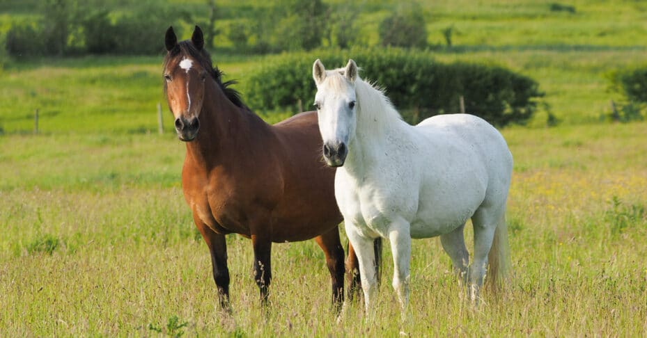 Two older horses standing in a field.