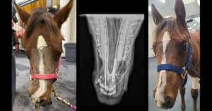 A horse before and after nose surgery; an x-ray.