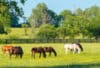 Horses grazing in a pasture.