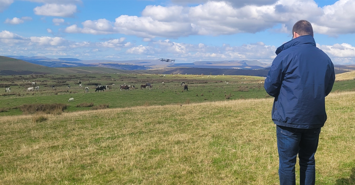 A man operating a drone over a herd of ponies.
