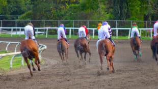 A group of horses and jockeys galloping away from the camera.