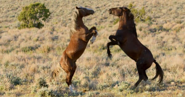 Stallion Video Strange But True: Horsegiirl Stella Stallion