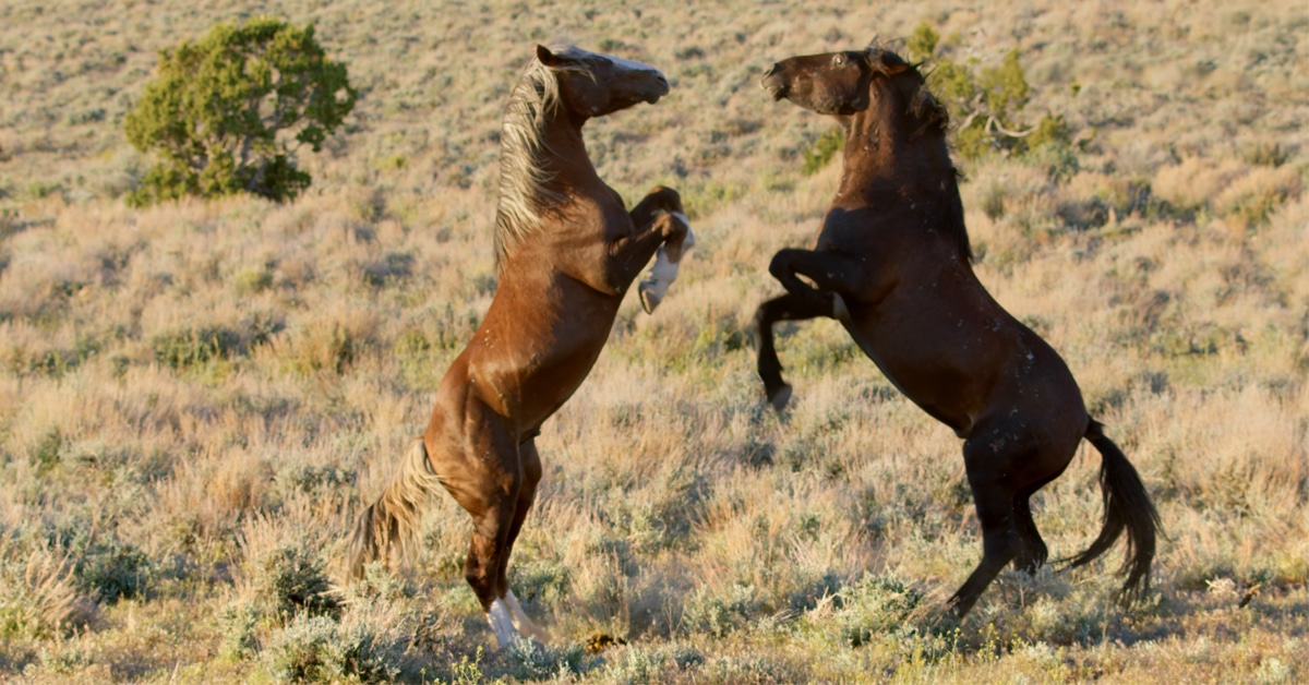 Wild horses fighting.