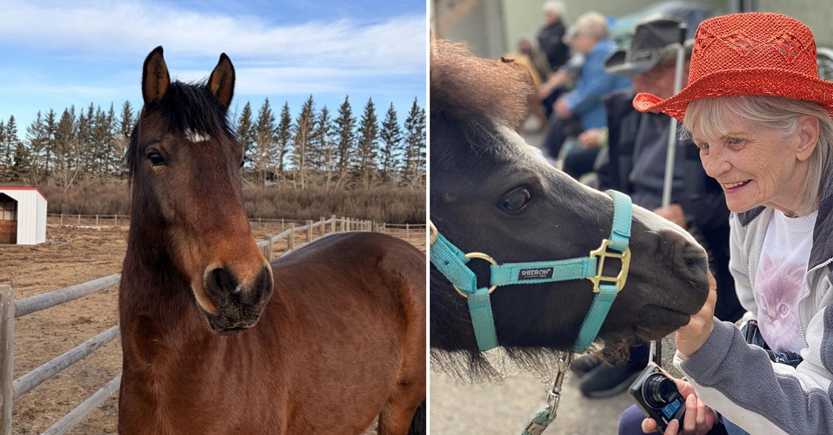 A bay horse; a senior woman smiling and patting a mini.