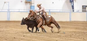 A man on a roan horse cutting cattle in a competition.