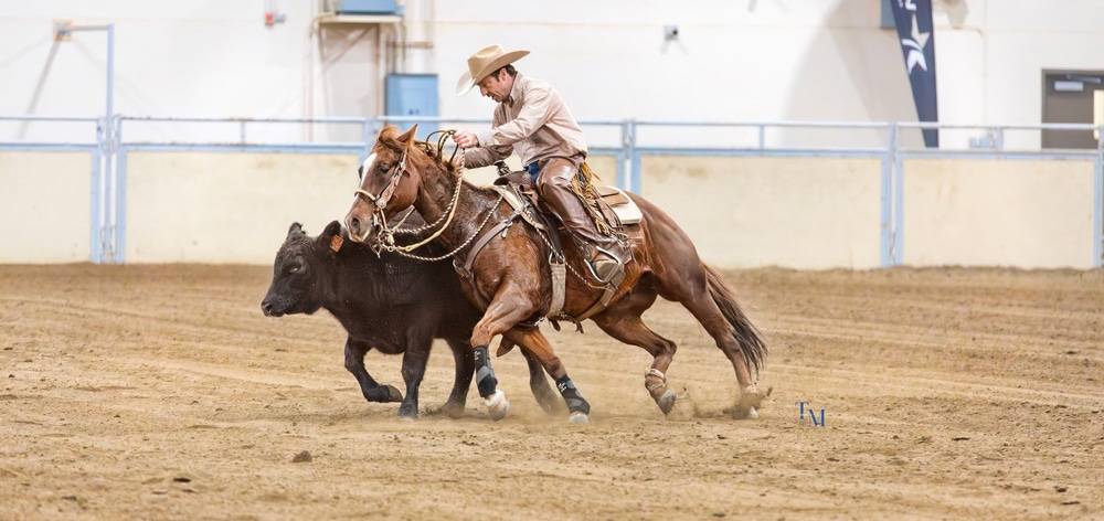 A man on a roan horse cutting cattle in a competition.