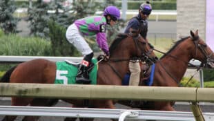 A racehorse being led to the gate wearing the #5.