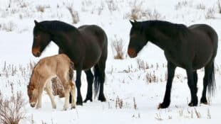 Two wild bay mares with a young sorrel foal.