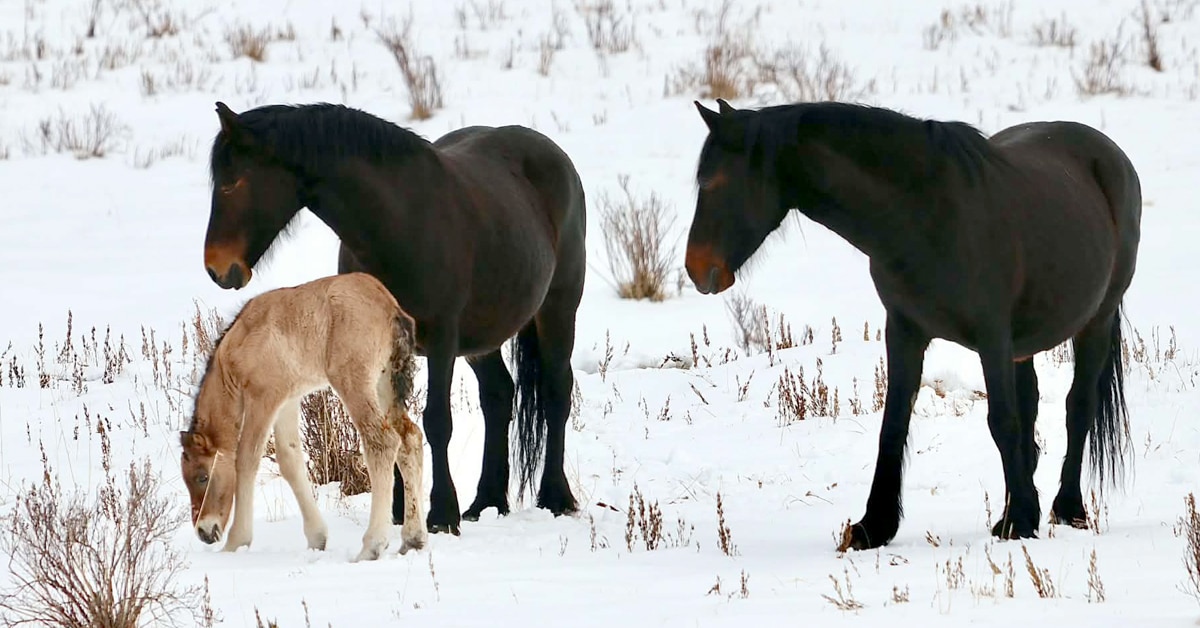 Two wild bay mares with a young sorrel foal.