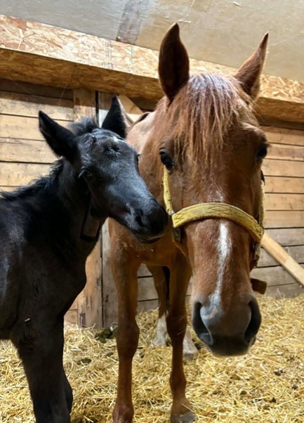 A mare and foal in a stall.