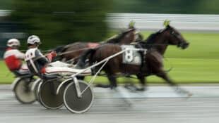 Harness horses racing.