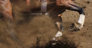 Closeup of a horse going around barrels during a race.
