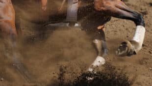 Closeup of a horse going around barrels during a race.