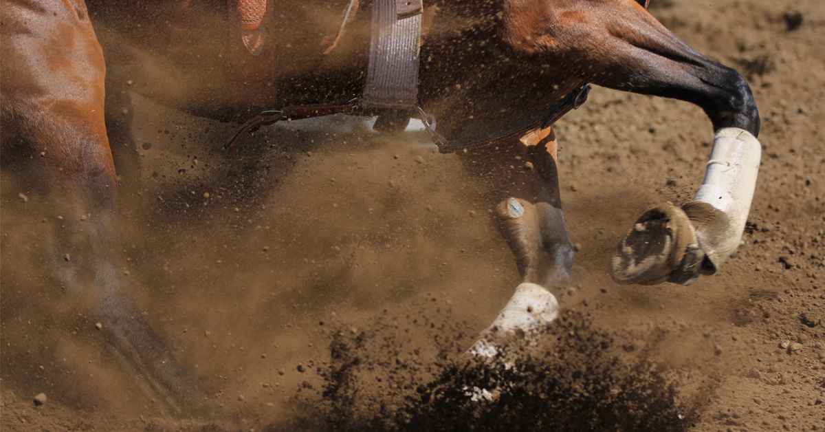 Closeup of a horse going around barrels during a race.