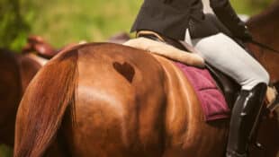 A chestnut horse's back with a heart on its rump.