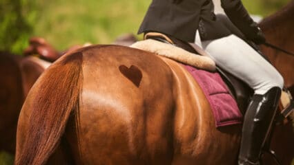 A chestnut horse's back with a heart on its rump.