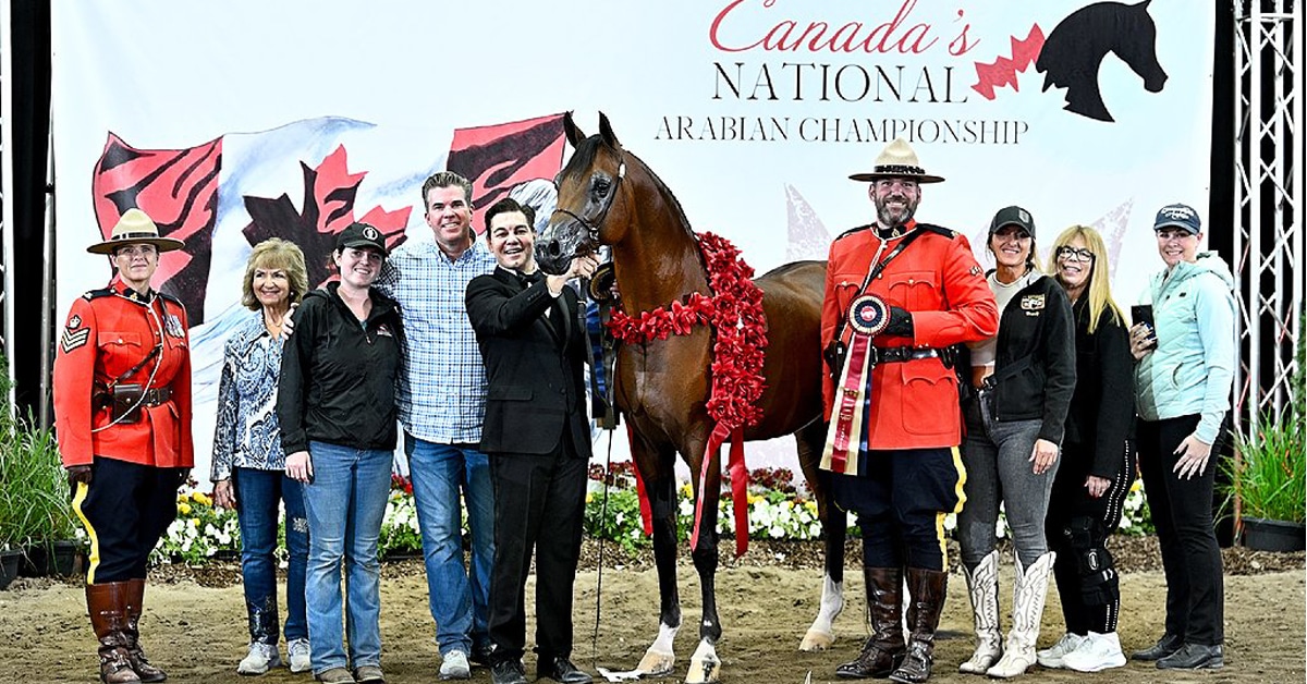 An arabian horse with a group of people and RCMP officers.