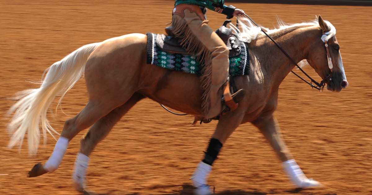 A palomino galloping during a class at a show.