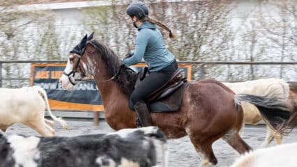 A woman herding cows on a paint horse.