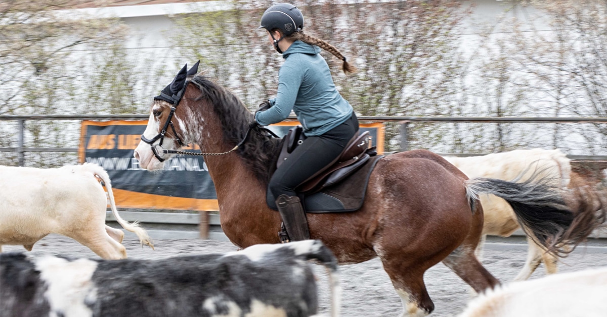 A woman herding cows on a paint horse.