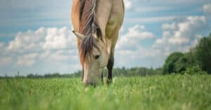 A horse grazing on lush grass.