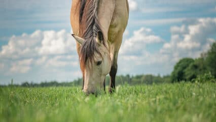 A horse grazing on lush grass.