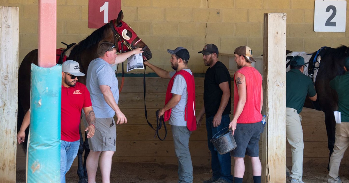 Horses and people in a saddling enclosure.