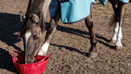 A horse eating feed out of a bucket.